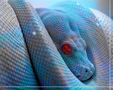 Blue Snake Wallpapers 17 Hd Wide Screen Wallpaper 1080p2k4k