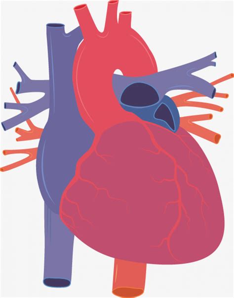 Human Heart Png Human Heart Vector Png Png Download 374937 Png