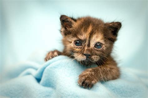 Kitten Nursery San Diego Humane Society