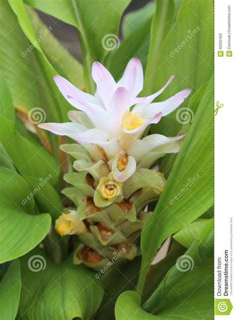 Turmeric Flower Stock Image Image Of Nature Flower 60562463