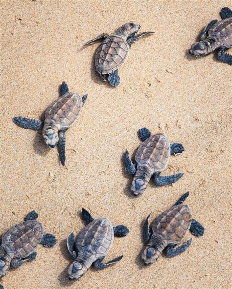 Baby Sea Turtles Baby Turtles Baby Sea Turtles Cute Baby Turtles