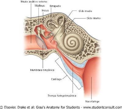 Anatomía del Oído Oído Medio