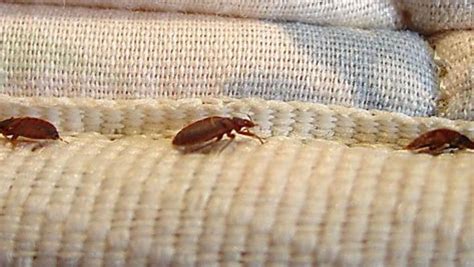 Top 50 Bed Bugs Cities Lansings Spot On List Questioned