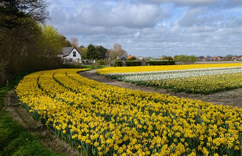 Images Netherlands Spring Fields Flowers Narcissus Many