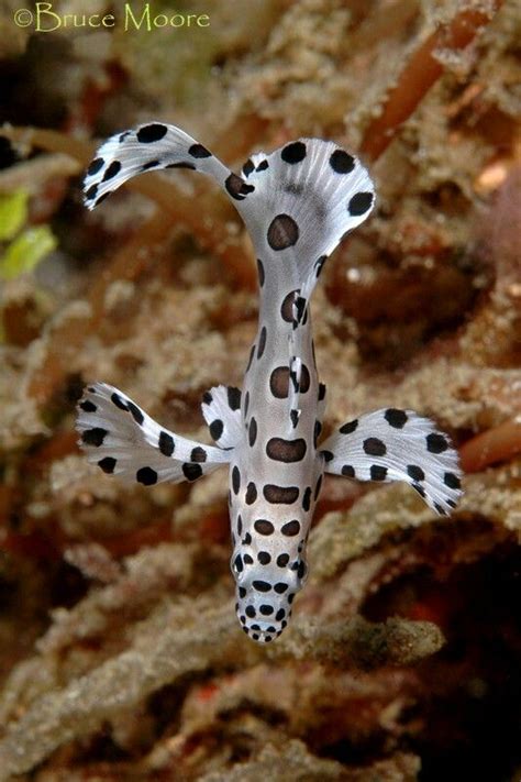 Narrow Lembeh Strait North Sulawesigood Place To Find New Species Of