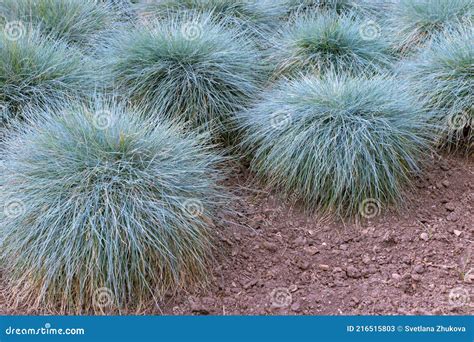 Blue Fescue Or Festuca Glauca Plants In The Garden Stock Image Image