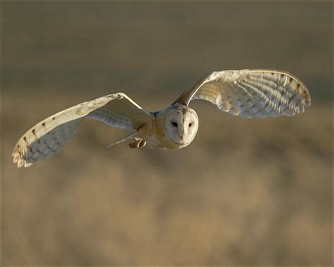 Barn Owl In Flight Photograph By Paul Nutt Fine Art America
