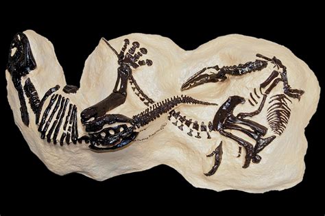 Fossil Shows Dinosaurs Locked In A Fight Goes Up For Auction But You