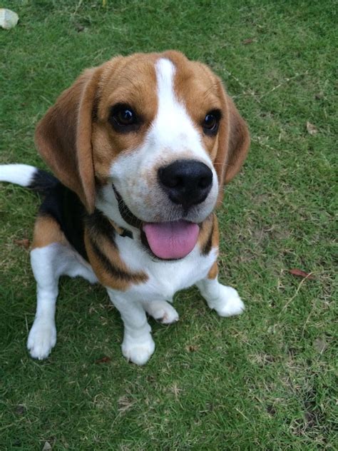 Cuteness and innocence more often associated with the childhood. Beagles | Baby beagle, Cute beagles, Cute animals