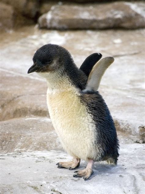 Baby Penguin Aww