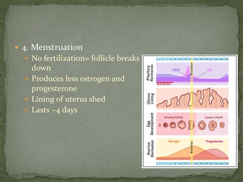 Ppt Menstrual Cycle Powerpoint Presentation Free Download Id2670317