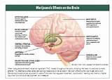 Marijuana Health Side Effects Pictures
