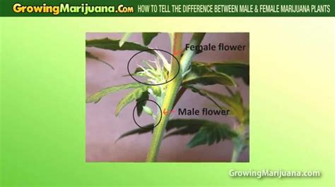 Mannetje en vrouwtje hebben het er maar druk mee. How To Tell The Difference Between Male & Female Cannabis ...