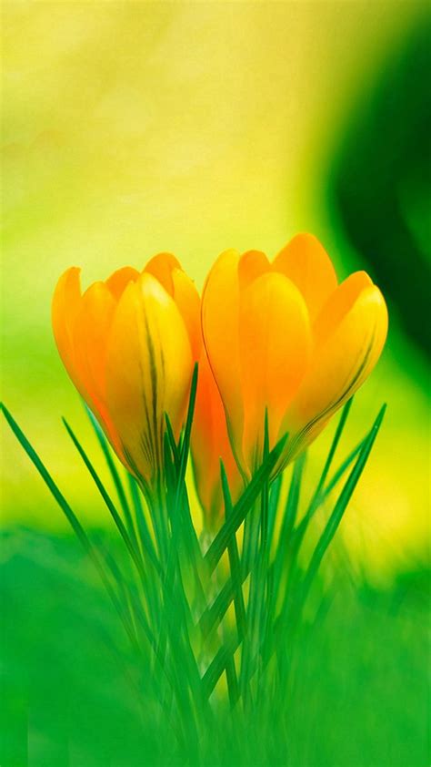 Spring Yellow Wallpapers Wallpaper Cave