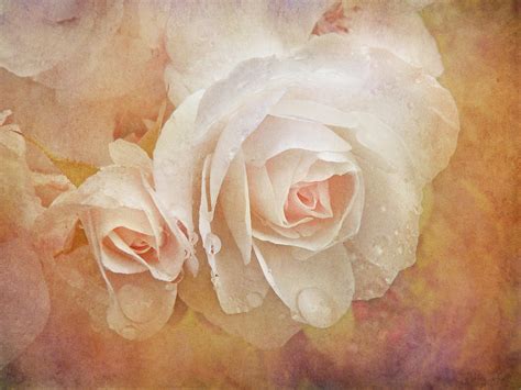 Dreaming Of Peach Roses Photograph By Jennie Marie Schell