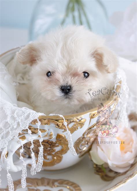 Micro Teacup Maltese Puppy 188 For Sale Teacup Puppies And Boutique