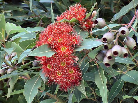 Best Time For The Red Flowering Gum In San Francisco 2022 Roveme