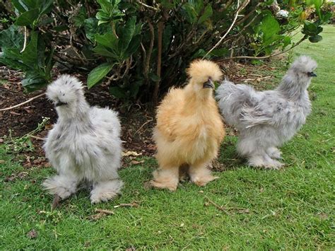 Haha Hairy Chickens What Kind Are These Silkie Chickens