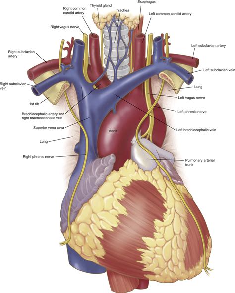 Anatomy Of The Thoracic Aorta And Of Its Branches Thoracic Surgery
