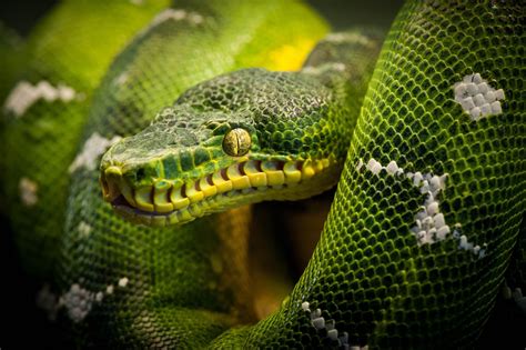 Animal Python Hd Wallpaper