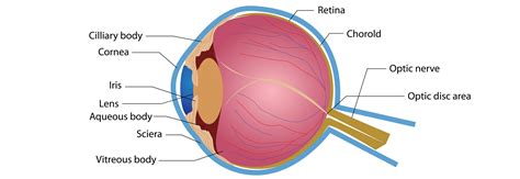 Armenian Eyecare Project Anatomy Of The Eye