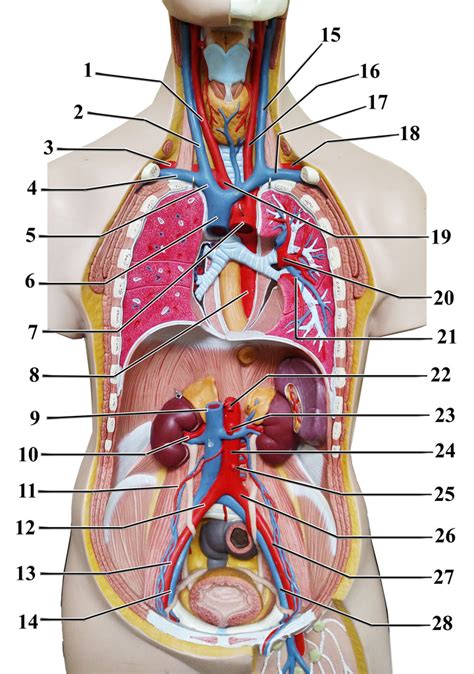 Labeled Human Torso Model Diagram Labeled Human Body Human Body Porn