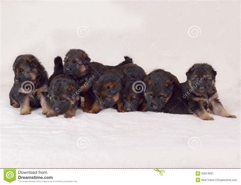 German Shepherd Puppies 1 Month Old Stock Image Image Of Young Doggy