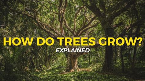 How Trees Grow Eco Facts One Tree Planted Youtube