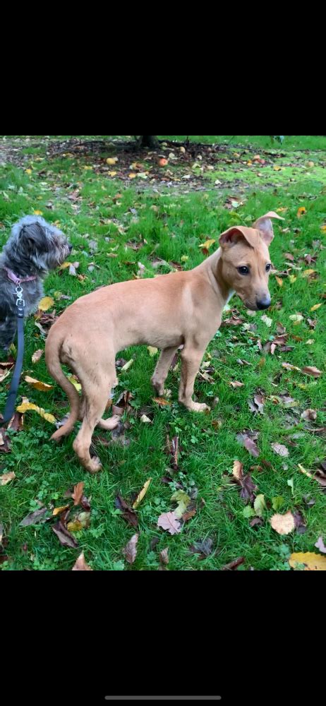 New Pup Lurchers And Running Dogs The Hunting Life