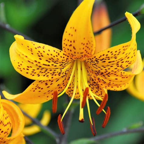 tiger lily leichtlinii turks cap lily tiger lily bulbs wild lily bulbs easy to grow bulbs