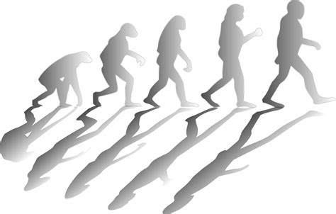 Evolución Humanidad Hombres Gráficos Vectoriales Gratis En Pixabay