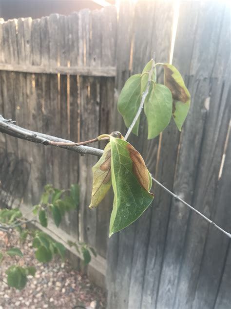 I did not prune at all (prob should have). Help needed with persimmon tree (trees forum at permies)