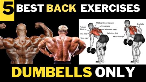 5 Best Back Exercises Dumbbells Only Back Workout Youtube
