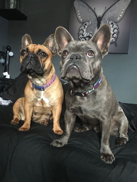 Black French Bulldog Puppies In Ely Cardiff Gumtree