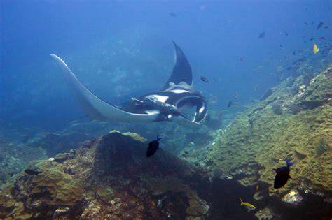 Koh Tachai Manta Rays 4 Thailand Liveaboards