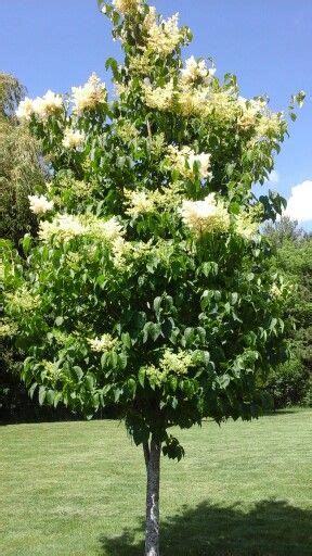 We Planted This Japanese Ivory Silk Lilac Tree For Our 25th Anniversary