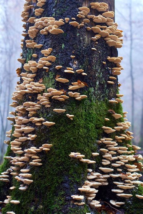 Edible White Mushrooms On Tree Bark Stock Image Image Of Fungus