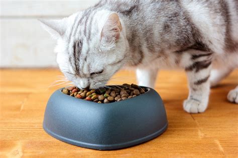 It's hard to know exactly what every ingredient is in a. Treating and Feeding Cats with Care | Food allergies ...