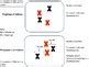 Mitosis Vs Meiosis Animation Powerpoint By Beverly Biology Tpt