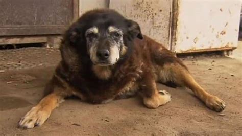 World's 'oldest dog' Maggie dies in Australia