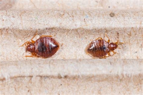 What Bed Bugs Look Like And Helpful Advice Terminix