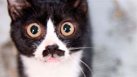 The Science Behind How Cute Tuxedo Cats Get Their Patchy Fur