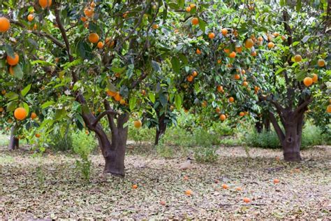 9 Best Orange Groves In Florida 2024