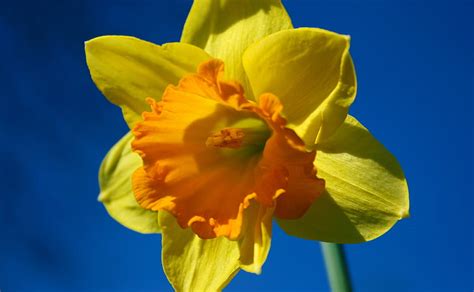 Hd Wallpaper Daffodil Flower Against Blue Sky Yellow And Orange