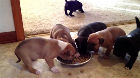 Prioritize proper nutrition when feeding a puppy. 4 week old pit bulls eating moist dry puppy food - YouTube