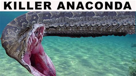 50 Foot Anaconda Video Anaconda Gallery