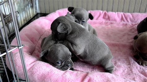 Why buy a french bulldog puppy for sale if you can adopt and save a life? Blue French Bulldog Puppies - YouTube