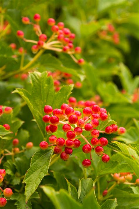 Resembling a maple, viburnum opulus (european cranberrybush) is a lovely addition to the landscape, which is prized for its spring foliage color european cranberrybush,guelder rose, water elder, cramp bark, snowball tree, european cranberry bush european cranberry tree, marsh. Dwarf Cranberry Bush Viburnum - Monrovia - Dwarf Cranberry ...
