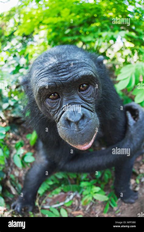 bonobo pygmy chimpanzee pan paniscus adult sanctuary lola ya bonobo chimpanzee democratic