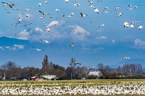 Snow Geese Flying Flock Mount Baker Skagit Valley Washington Stock